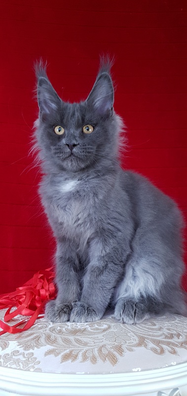 Deka Akbars - Kitten maine-coon 3 months 2.5 weeks