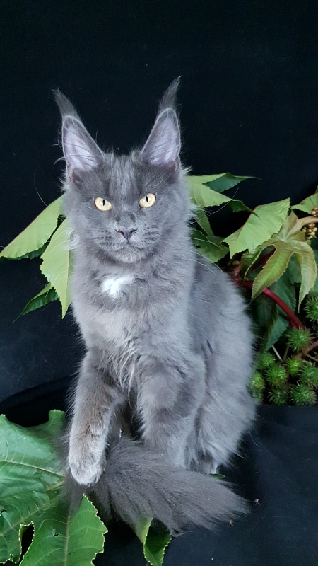 Deka Akbars - Kitten maine-coon 4 months 1 week