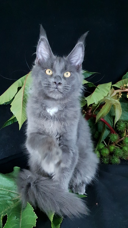 Deka Akbars - Kitten maine-coon 4 months 1 week