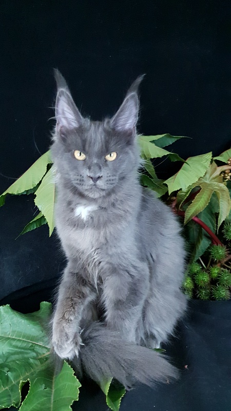 Deka Akbars - Kitten maine-coon 4 months 1 week