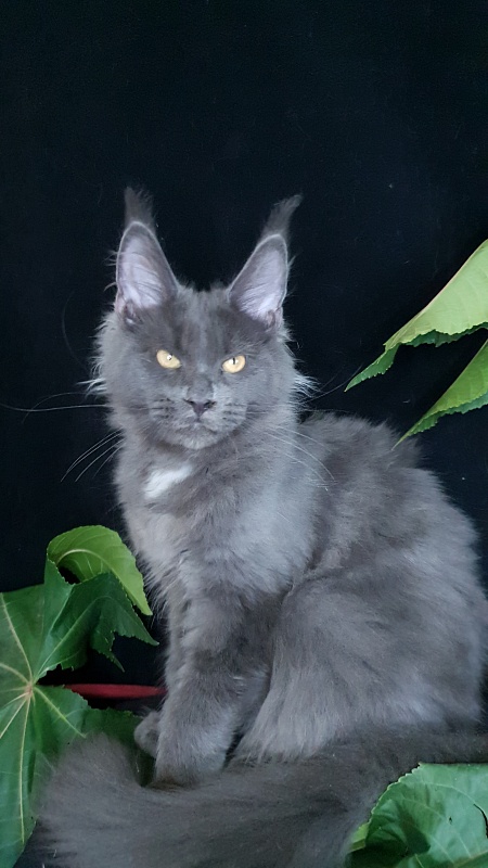 Deka Akbars - Kitten maine-coon 4 months 1 week