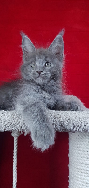 E*Lenny Akbars - Kitten maine-coon 1 month 3.5 weeks