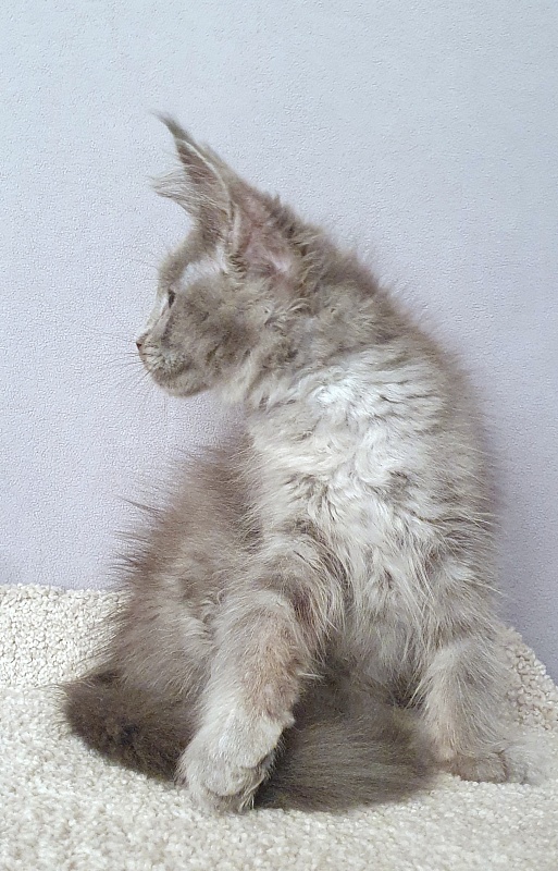 E*Lenny Akbars - Kitten maine-coon 2 months 3 weeks