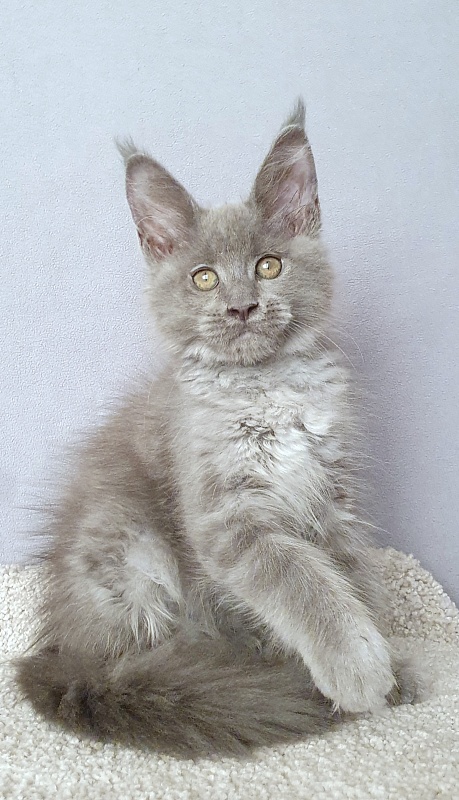 E*Lenny Akbars - Kitten maine-coon 2 months 3 weeks