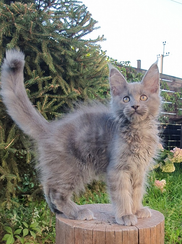 E*Lenny Akbars - Kitten maine-coon 2 months 3 weeks