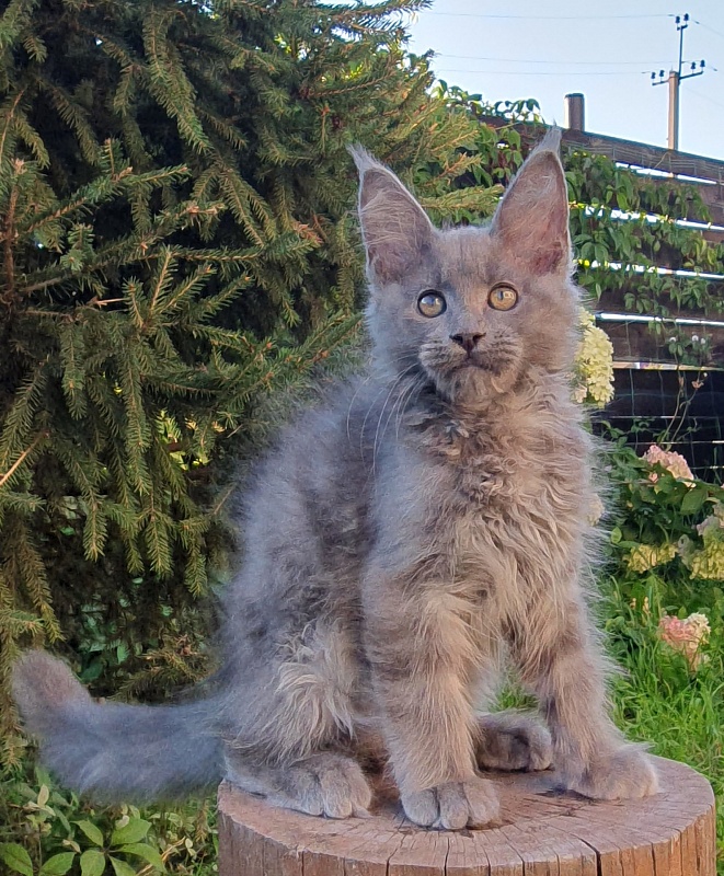 E*Lenny Akbars - Kitten maine-coon 2 months 3 weeks