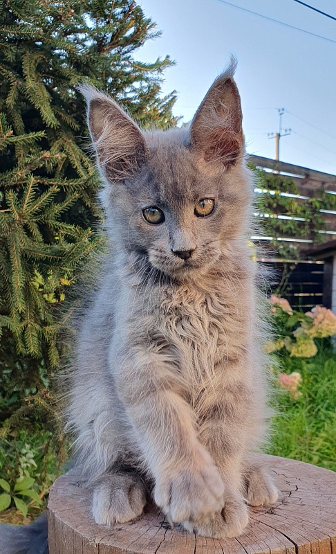 E*Lenny Akbars - Kitten maine-coon 2 months 3 weeks
