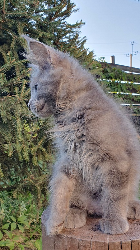 E*Lenny Akbars - Kitten maine-coon 2 months 3 weeks