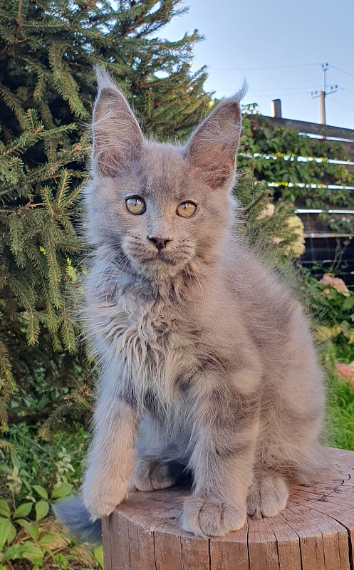 E*Lenny Akbars - Kitten maine-coon 2 months 3 weeks