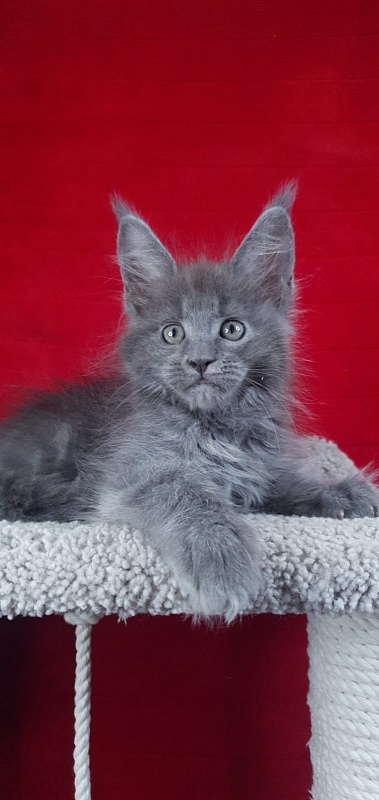 E*Lenny Akbars - Kitten maine-coon 1 month 3.5 weeks