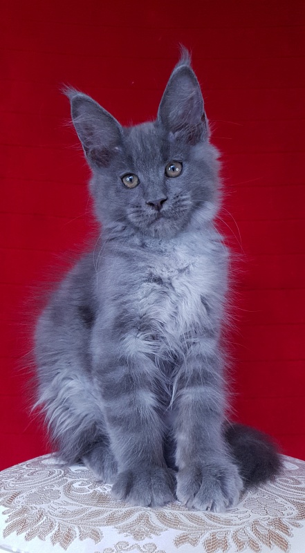 E*Lenny Akbars - Kitten maine-coon 3 months