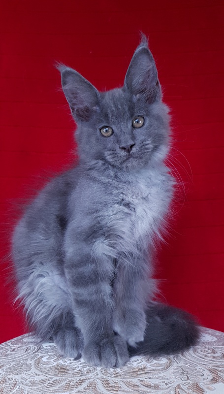 E*Lenny Akbars - Kitten maine-coon 3 months