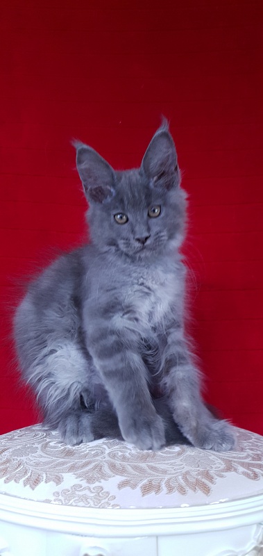 E*Lenny Akbars - Kitten maine-coon 3 months
