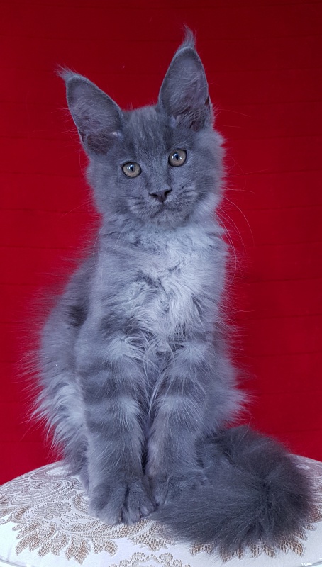 E*Lenny Akbars - Kitten maine-coon 3 months