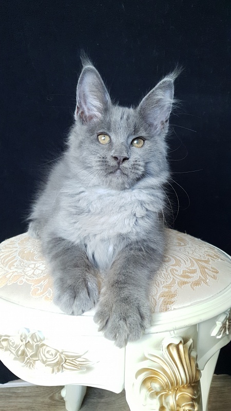 E*Lenny Akbars - Kitten maine-coon 3 months 1 week