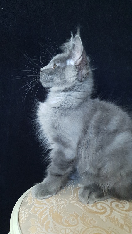 E*Lenny Akbars - Kitten maine-coon 3 months 1 week