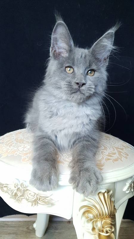 E*Lenny Akbars - Kitten maine-coon 3 months 1 week