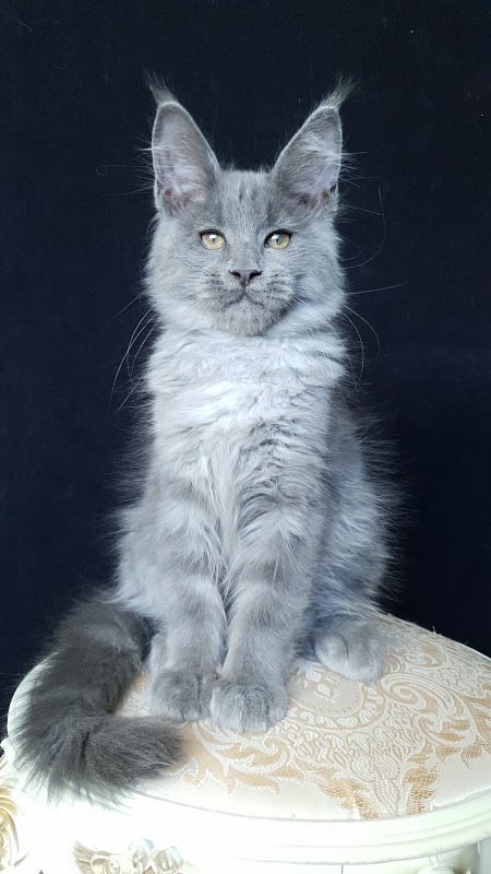 E*Lenny Akbars - Kitten maine-coon 3 months 1 week