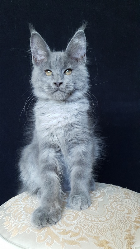 E*Lenny Akbars - Kitten maine-coon 3 months 1 week