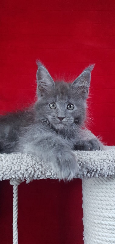 E*Lenny Akbars - Kitten maine-coon 1 month 3.5 weeks