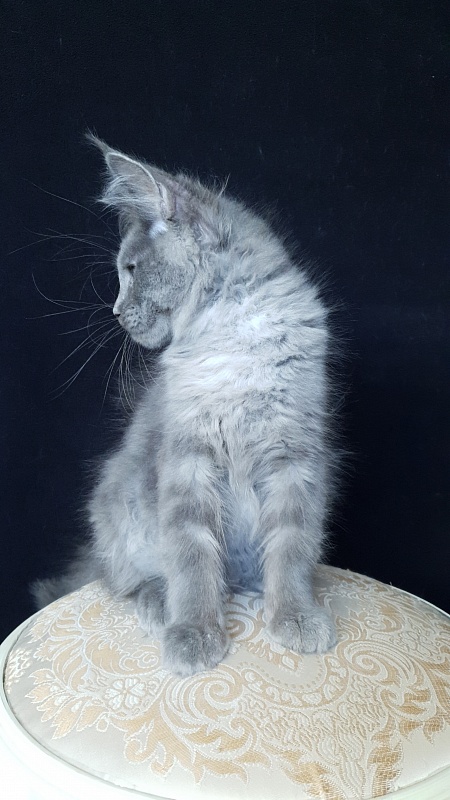 E*Lenny Akbars - Kitten maine-coon 3 months 1 week