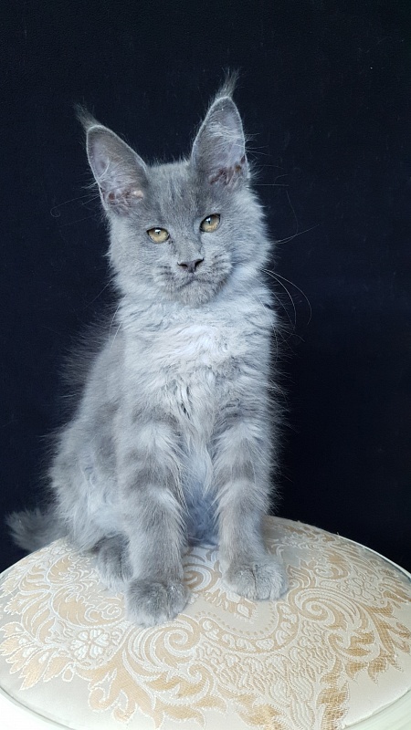 E*Lenny Akbars - Kitten maine-coon 3 months 1 week