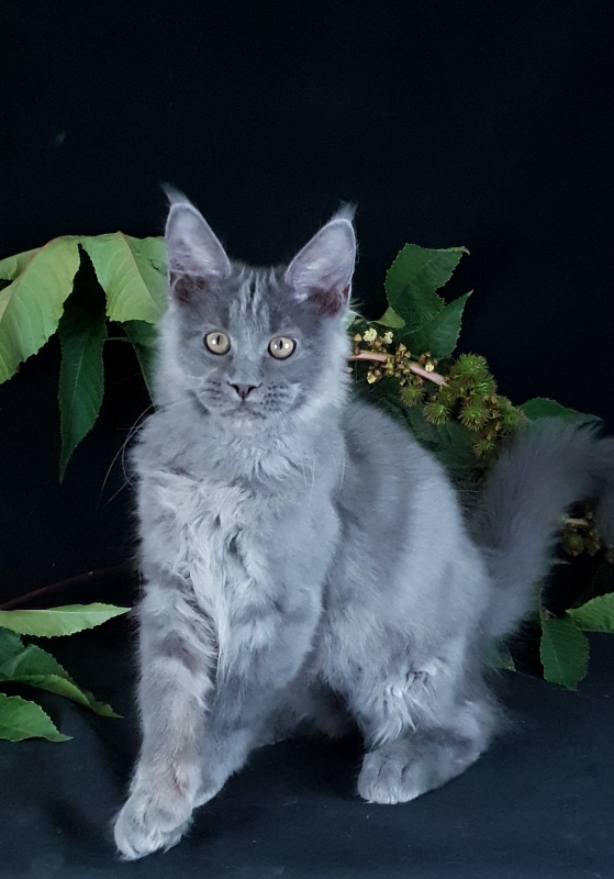 E*Lenny Akbars - Kitten maine-coon 3 months 2.5 weeks