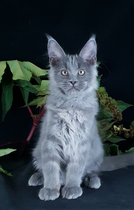 E*Lenny Akbars - Kitten maine-coon 3 months 2.5 weeks