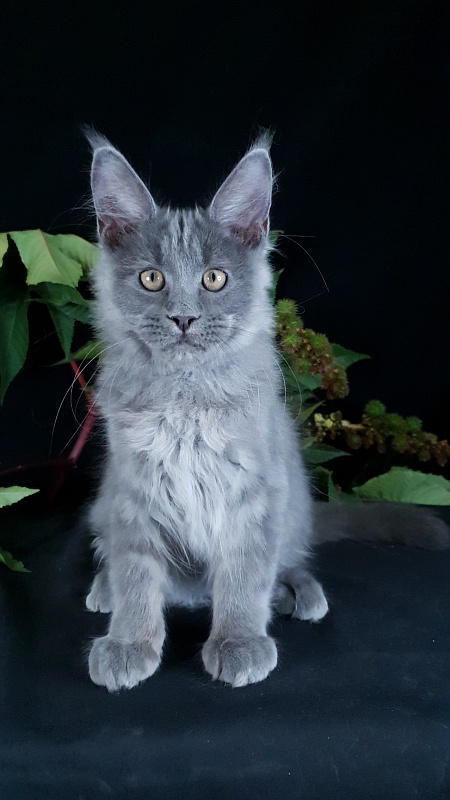 E*Lenny Akbars - Kitten maine-coon 3 months 2.5 weeks