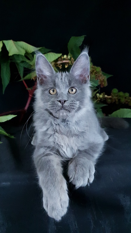 E*Lenny Akbars - Kitten maine-coon 3 months 2.5 weeks