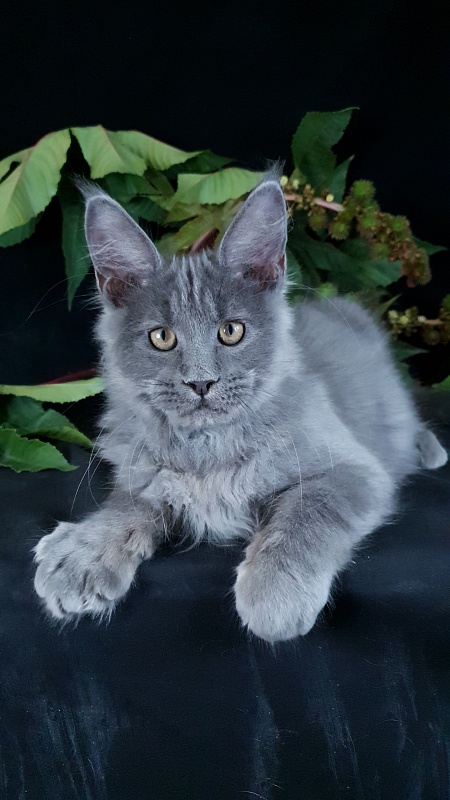 E*Lenny Akbars - Kitten maine-coon 3 months 2.5 weeks