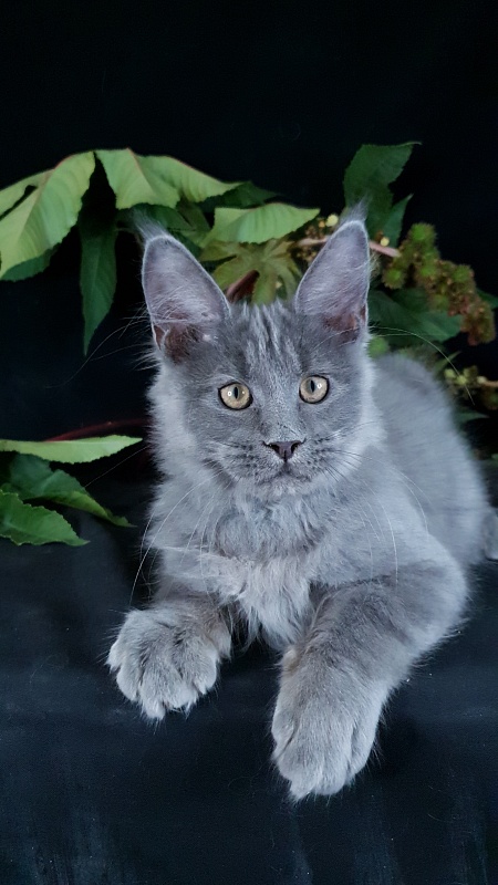 E*Lenny Akbars - Kitten maine-coon 3 months 2.5 weeks