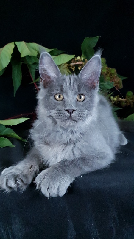 E*Lenny Akbars - Kitten maine-coon 3 months 2.5 weeks