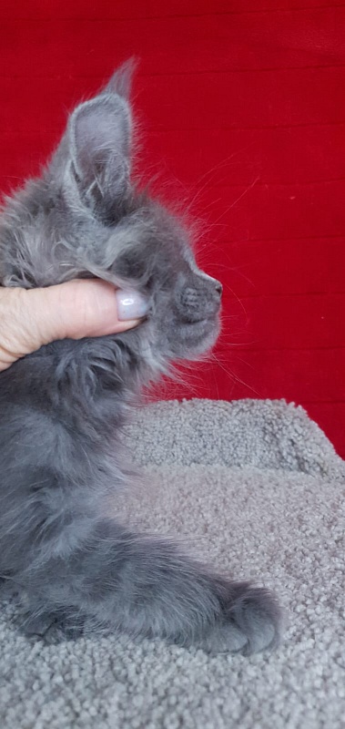 E*Lenny Akbars - Kitten maine-coon 1 month 3.5 weeks