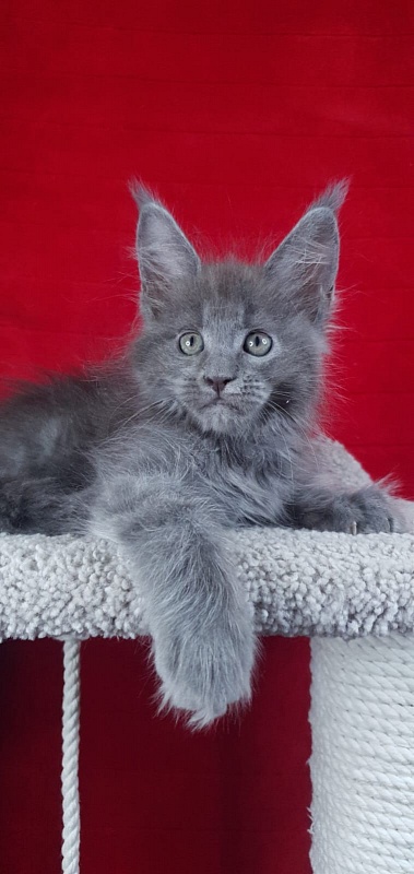 E*Lenny Akbars - Kitten maine-coon 1 month 3.5 weeks