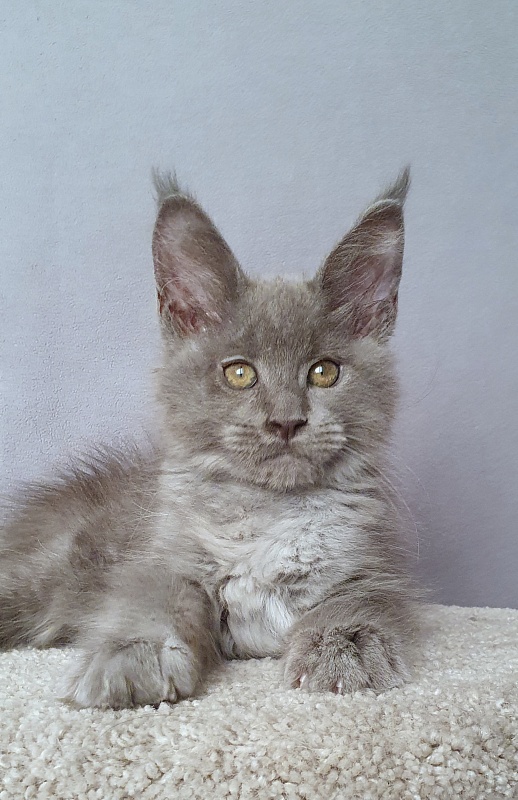 E*Lenny Akbars - Kitten maine-coon 2 months 3 weeks