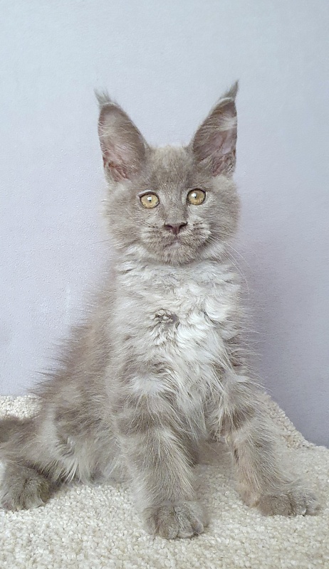 E*Lenny Akbars - Kitten maine-coon 2 months 3 weeks
