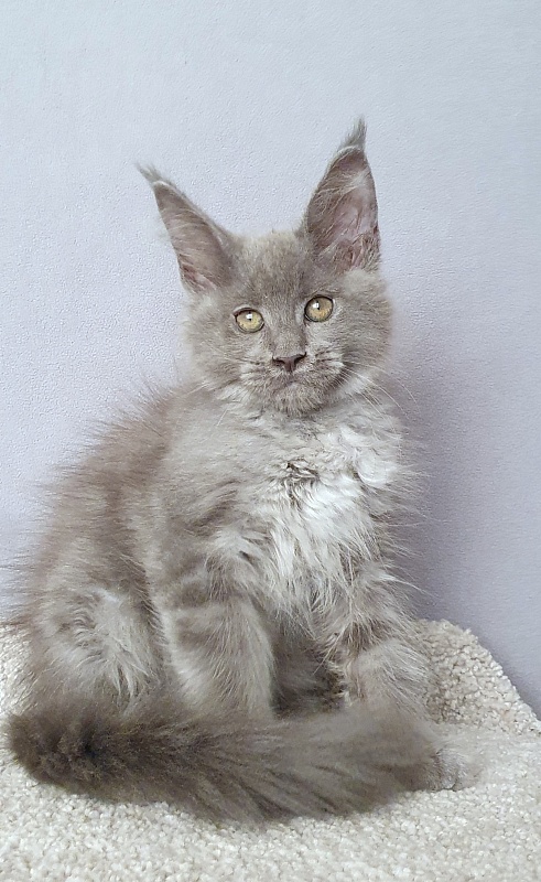 E*Lenny Akbars - Kitten maine-coon 2 months 3 weeks