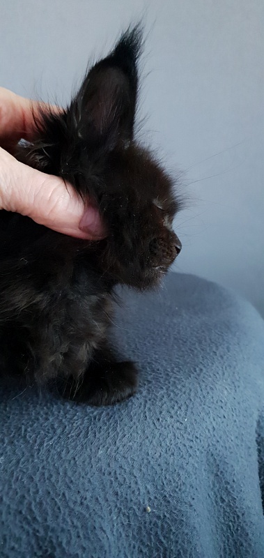 Elma Akbars - Kitten maine-coon 1 month
