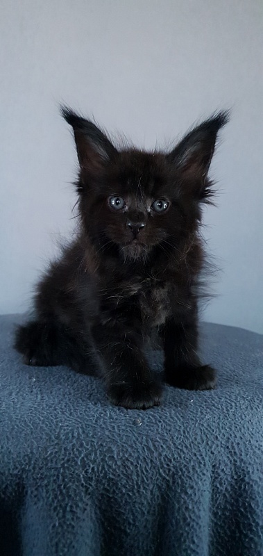 Elma Akbars - Kitten maine-coon 1 month