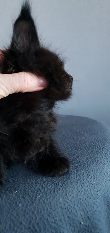 Elma Akbars - Kitten maine-coon 1 month