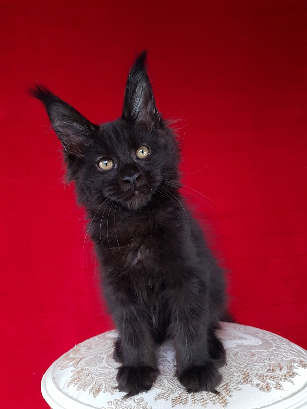 Elma Akbars - Kitten maine-coon 3 months