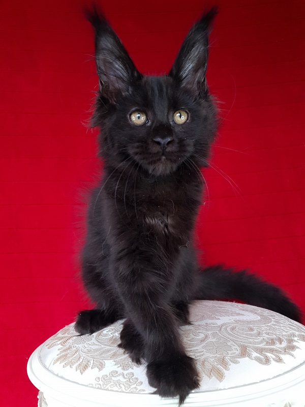 Elma Akbars - Kitten maine-coon 3 months