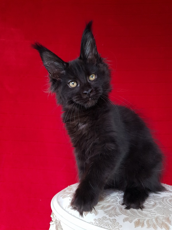 Elma Akbars - Kitten maine-coon 3 months