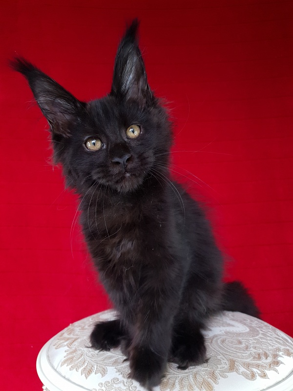 Elma Akbars - Kitten maine-coon 3 months