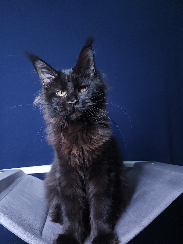 Elma Akbars - Kitten maine-coon 4 months 3 weeks