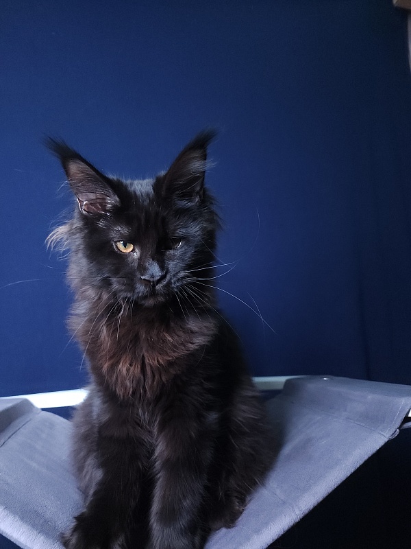 Elma Akbars - Kitten maine-coon 4 months 3 weeks