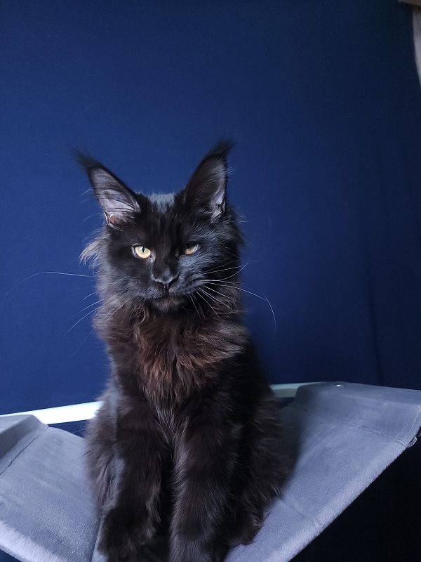 Elma Akbars - Kitten maine-coon 4 months 3 weeks