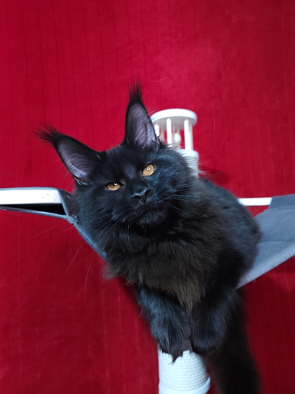 Elma Akbars - Kitten maine-coon 5 months 2 weeks