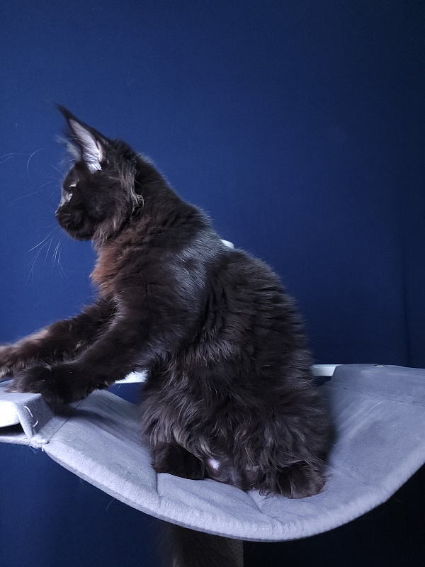 Elma Akbars - Kitten maine-coon 4 months 3 weeks